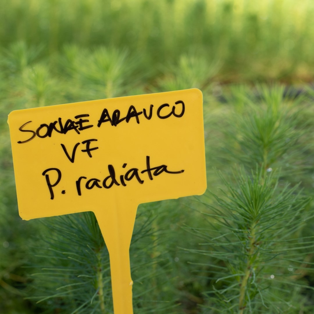 Launch Of Sonae Arauco’S Pioneer Forest R&D Project